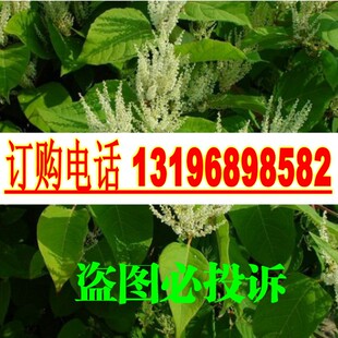 新采摘名贵中药材种子 虎杖净种子 野生虎杖种子大接骨熊黄连种子