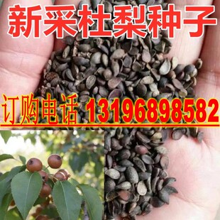 出售新采林木树种子 杜梨种子 杜梨树棠梨土梨海棠梨野梨子种子