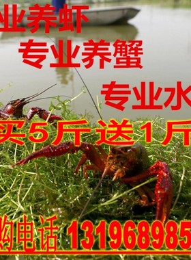 水草种子鱼虾池河塘养殖龙虾蟹草鱼轮叶黑藻伊乐藻苦草菹草狐尾藻
