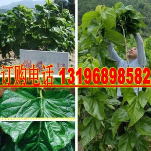 桑树种子蛋白桑饲料桑大叶桑蚕桑农桑12号14茶桑树杂交桑种子包邮