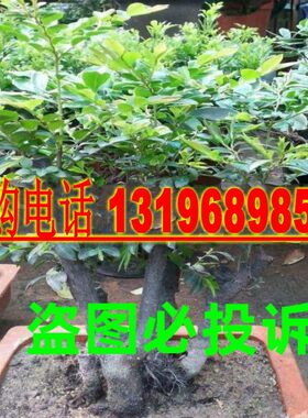 印度名贵羽叶种子