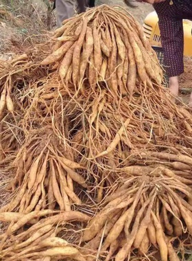 百部苗种子苗良种大百部苗种子对叶百部种子高产良种百部送技术