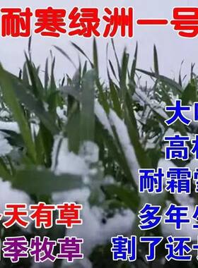 养殖牧草王无毛绿洲一号多年生过冬耐冻牧草四季常青饲料草种子