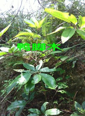 野桂花树籽冬柃木种子鸭脚木种子柃木冬季蜜蜂蜜源植物花林木