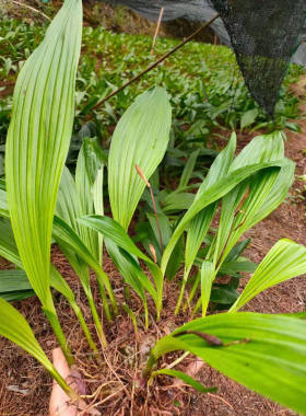 正宗冰球子种子 独叶白芨种子中药材山慈菇泥冰子红白芨优质