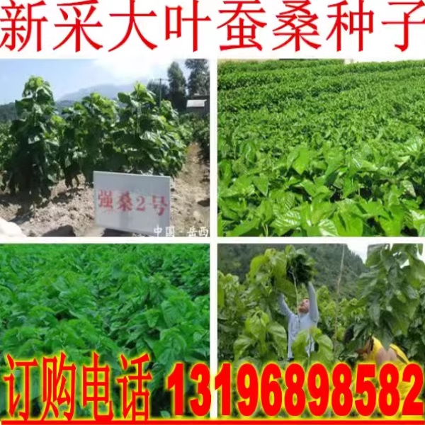 大叶蚕桑种子 强桑一号 养蚕喂蚕桑叶树种子 农桑14号 饲料桑葚籽