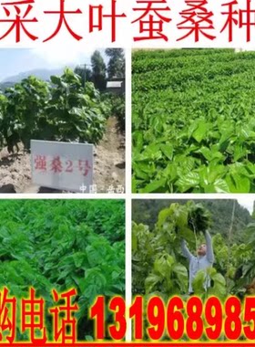 大叶蚕桑种子养蚕饲料桑葚种子
