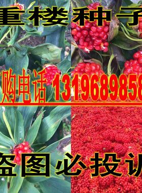 重楼种子 正宗云南滇重楼中药材种子七叶一枝花独脚莲种苗籽包邮