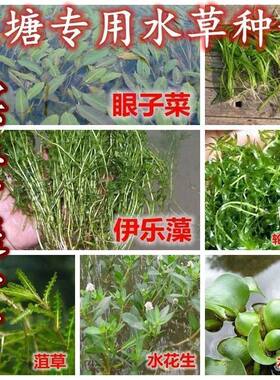 鱼塘水草种子小米草轮叶黑藻草鱼吃的水草小龙虾鱼蟹伊乐藻水花生
