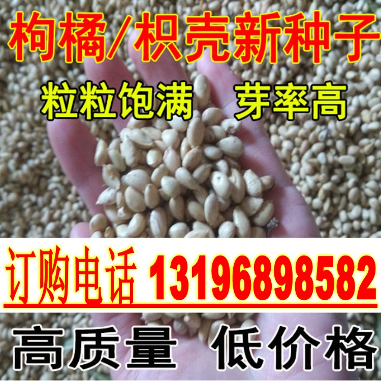 枸橘种子种子嫁接篱笆墙枸橘