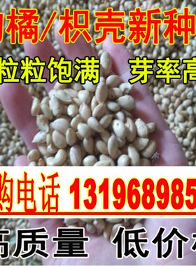 枸橘种子种子嫁接篱笆墙枸橘