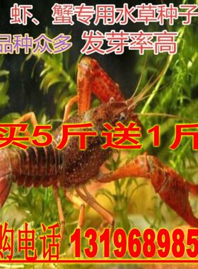 鱼虾水草种子池河塘养殖龙虾蟹草鱼轮叶黑藻伊乐藻苦草菹草狐尾藻