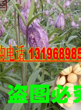 中草药川贝母种子青贝浙贝甘肃贝母籽庭院盆栽平贝种籽岷贝雪山被