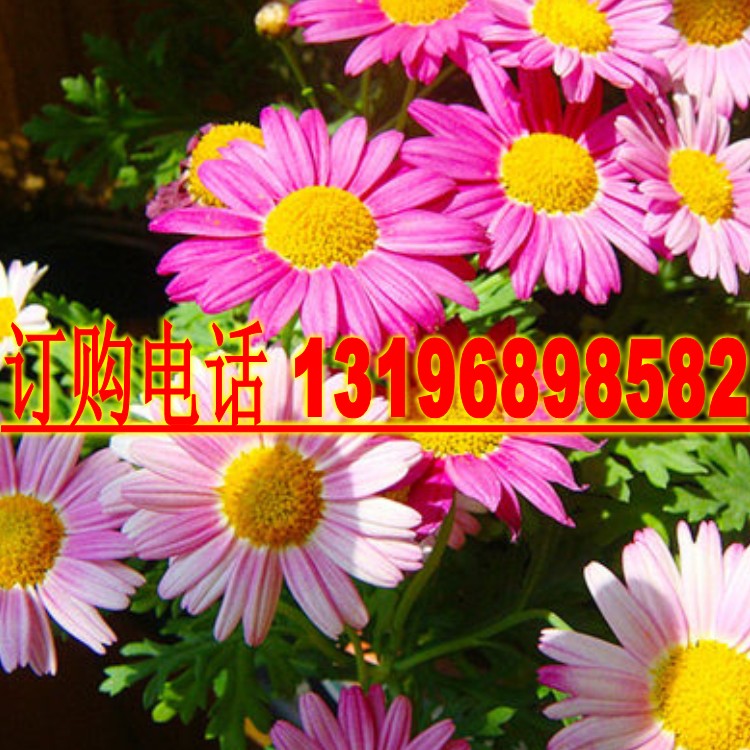 玛格丽特公园绿化易种花籽木春菊图片