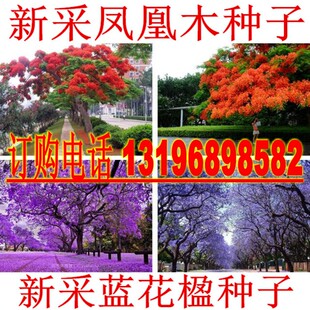 新采凤凰木种子 蓝花楹种子 红花楹 蓝雾树紫花云火焰 洋楹树种子