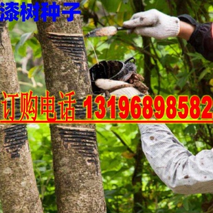 新采漆树种子原生油漆树种子列加氏金大小野生木漆树种子山漆植苜