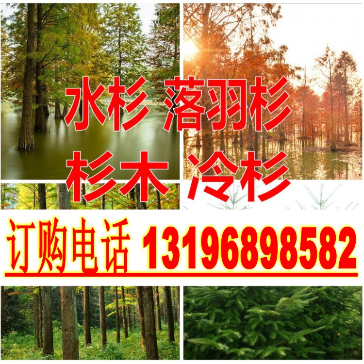 水杉树种子 落羽松中山杉 香脂冷杉树杉木种子活化石行道树落羽杉