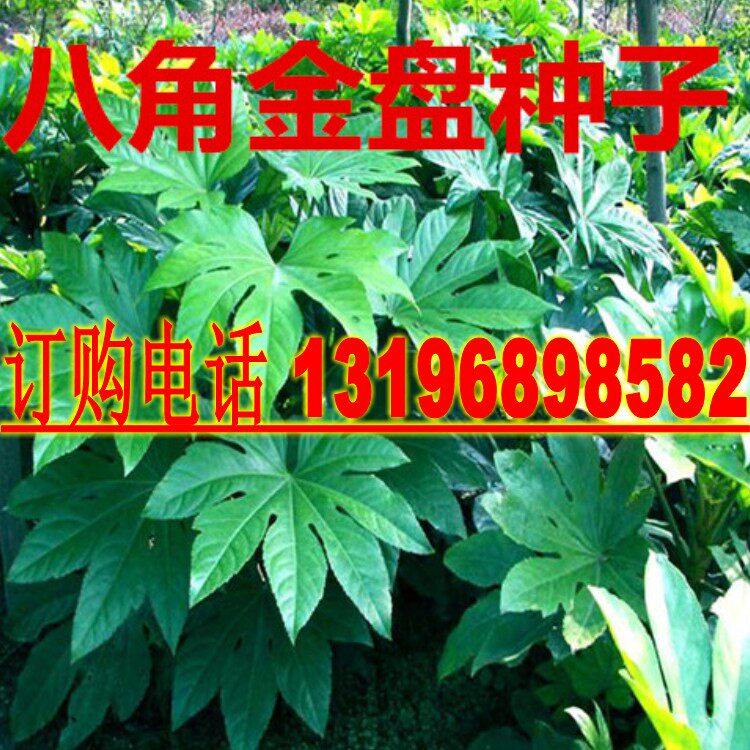 八角金盘种子工程绿化绿植灌木籽八金盘八手手树金刚纂四季常青苗 - 实物图