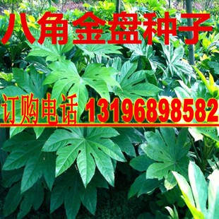 八角金盘种子工程绿化绿植灌木籽八金盘八手手树金刚纂四季常青苗