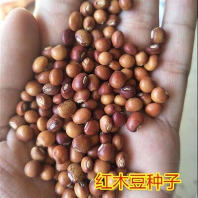 木豆种子观音豆 柳豆 豆蓉 树豆 树黄豆新采护坡灌木籽边坡固土