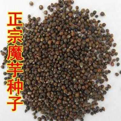 魔芋种籽一代云南省高产魔芋种子四季种植花魔芋籽珠芽材种籽