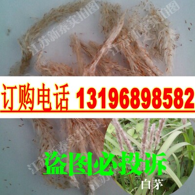 新种子白茅种子  当年新采茅针 茅种子 耐荫耐瘠薄干旱白茅根种子