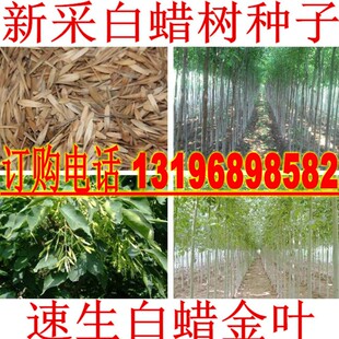 白蜡种子 对节金叶白蜡种籽 小叶大叶树籽速生白蜡种子白蜡树种子