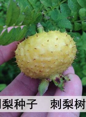 野生刺梨种子 当年结果 刺梨树苗  黄刺梅种子 梨梅 贵州刺梨种子