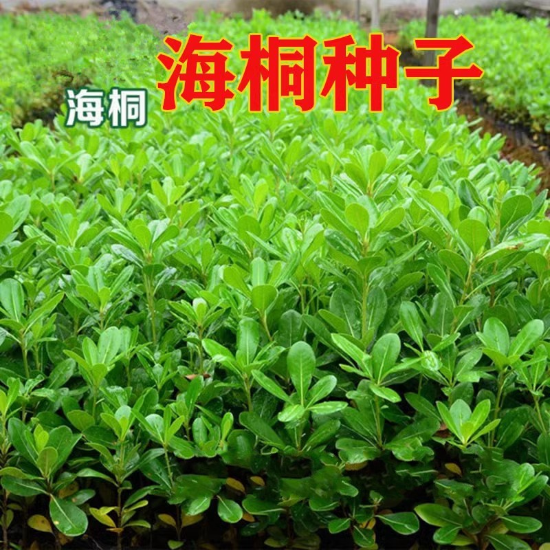 新货海桐种子球四季常青气味芳香驱蚊虫庭院围墙篱笆籽海桐花树苗
