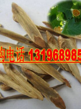 新采马褂木种子 双飘树 鹅掌楸 绿化行道林木苗木彩叶树种子包邮