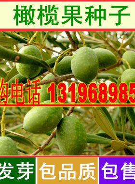 新采橄榄种子 油橄榄种子 齐墩果橄榄水果种子 谏果 青果种籽