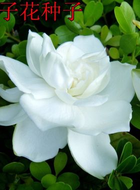 浓郁花卉种子Aichen/艾辰园艺