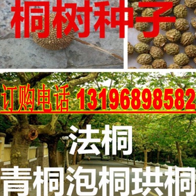 优质林木种子 法国梧桐树种子泡桐树 海桐种子 青桐种子 珙桐种子