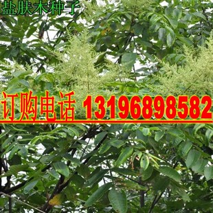 盐肤木种子 蜜源树种子别名五倍子种子 花木林木苗木种子