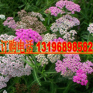 蓍草种子 锯草花种子耐寒花卉秋播植物景观园林花草籽公斤包邮