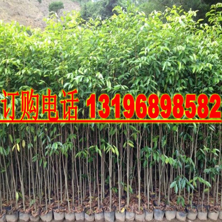 海南黄花梨树种子印度小叶紫檀种子 红木檀香白檀沉香木菩提种子