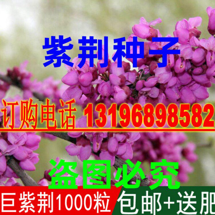 新采林木树种紫荆种子巨紫荆种籽别名裸枝树紫珠耐寒可播