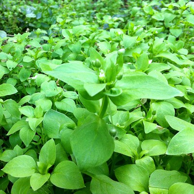 繁缕草籽新鲜种子鹅肠草种籽柑橘果园保水杂草鸡肠草牛繁缕