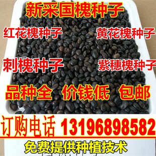 新采国槐种子速生国槐树种子黄花槐红花槐刺槐种子紫穗槐刺槐树籽