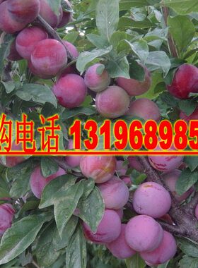 新采收紫叶三华李种子