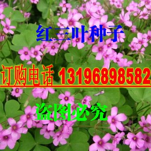 园林绿化草坪白花三叶草种子红花三叶草种子草籽红花醡浆草种子