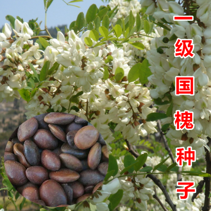 国槐种子去皮槐豆净种籽速生国槐树籽笨槐家槐树刺槐种子白花刺槐