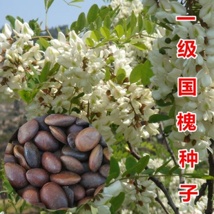 国槐种子去皮槐豆净种籽速生国槐树籽笨槐家槐树刺槐种子白花刺槐