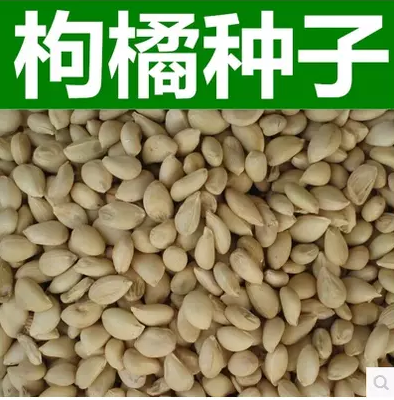 新采枸橘种子枳壳种子枸桔红橘橘子柑橘香橙脐橙籽嫁接砧木树种子