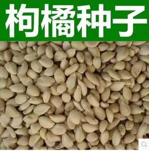 新采枸橘种子枳壳种子枸桔红橘橘子柑橘香橙脐橙籽嫁接砧木树种子