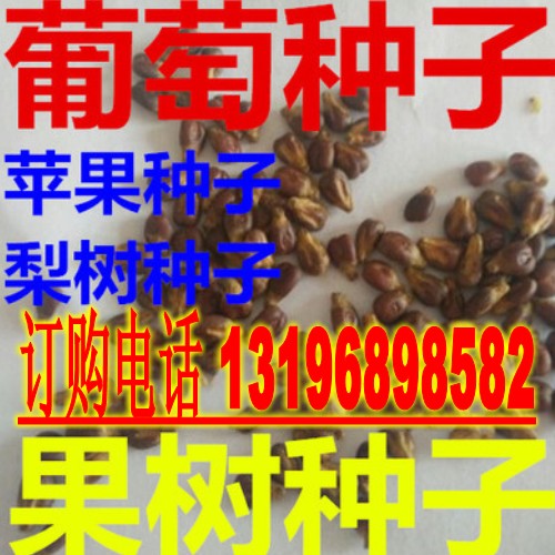 新采葡萄种子 石榴梨树苹果木瓜白果杜梨种子橘子果树包邮
