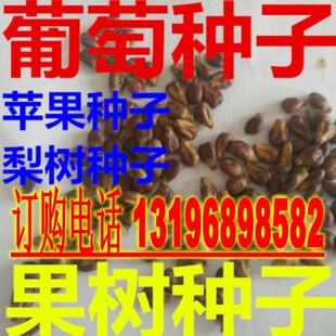 新采葡萄种子 石榴梨树苹果木瓜白果杜梨种子橘子果树包邮