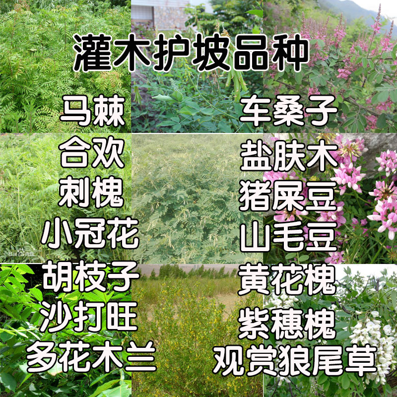 刺槐护坡灌木种子狗尾草