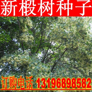 椴树种子 紫椴种子 火绳树 家鹤儿 金桐力树 桐麻 叶上果糠椴种子