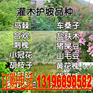 紫穗槐树种子护坡灌木刺槐种子洋槐胡枝子狗尾草银合欢猪屎豆田菁